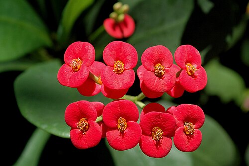 Christplant: A close up of Euphorbia milii cyathia