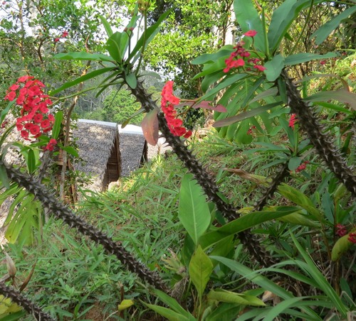 Christplant (Euphorbia milii)