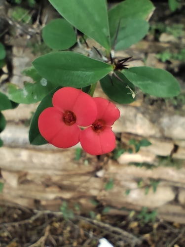 Christplant (Euphorbia milii)