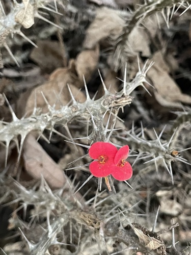 Christplant (Euphorbia milii)