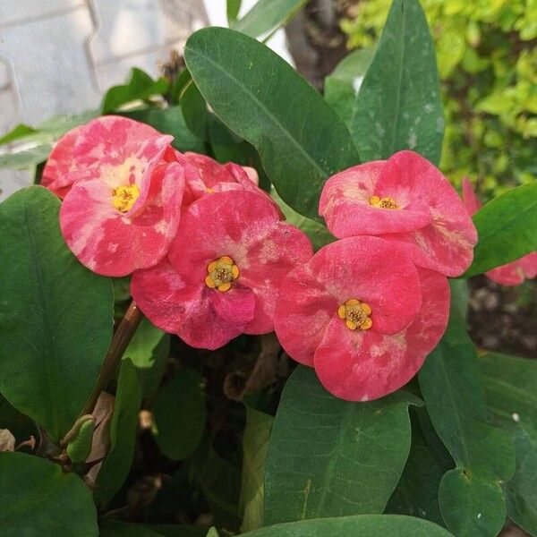 Christplant (Euphorbia milii)