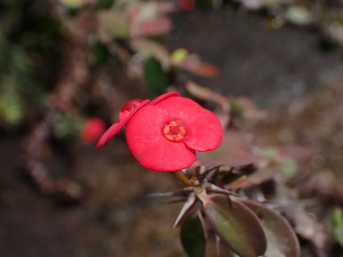 Christplant (Euphorbia milii)