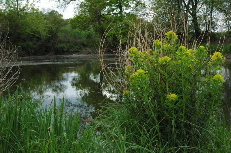 Marsh spurge: Euphorbia palustris in Drösinger Wald, Lower Austria
