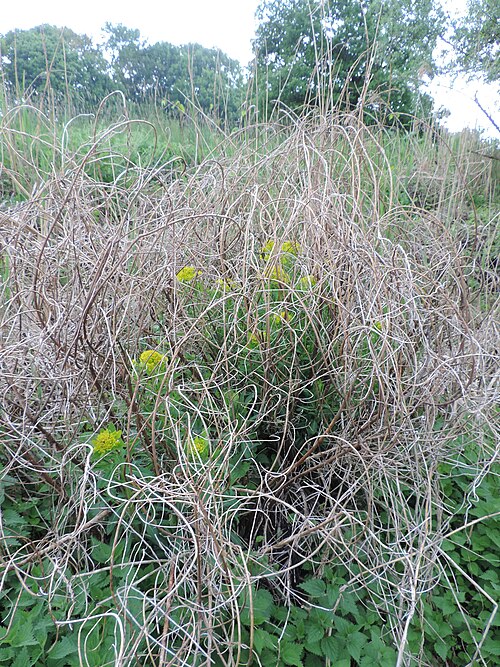 Marsh spurge: Euphorbia palustris on Warta river near Paruchów, central Poland