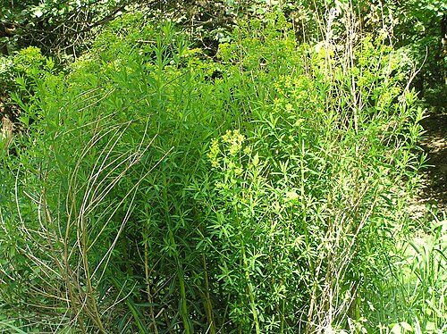 Marsh spurge: Euphorbia palustris, Lanžhot, Southern Moravia, Czech Republic