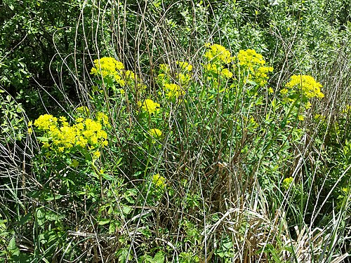 Marsh spurge: Habitus Taxon: Euphorbia palustris (sensu Fischer et al. EfÖLS 2008 ISBN 978-3-85474-187-9 ; det. M. A. Fischer 2014-05-04) Location: Ringelsdorf, district Gäns