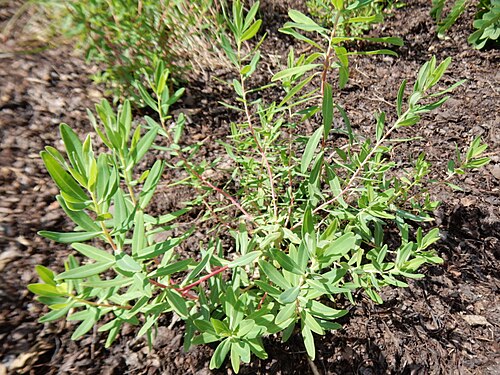 Marsh spurge: Marsh spurge (Euphorbia palustris) in Longwood Gardens (Kennett Square, Pennsylvania, US). June 2024.