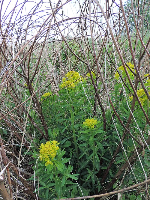 Marsh spurge: Euphorbia palustris on Warta river near Paruchów, central Poland