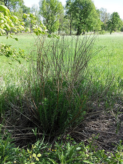 Marsh spurge: Habitus with died stipes of previous year Taxon: Euphorbia palustris (sensu Fischer et al. EfÖLS 2008 ISBN 978-3-85474-187-9 ; det. M. A. Fischer 2014-05-04) Lo