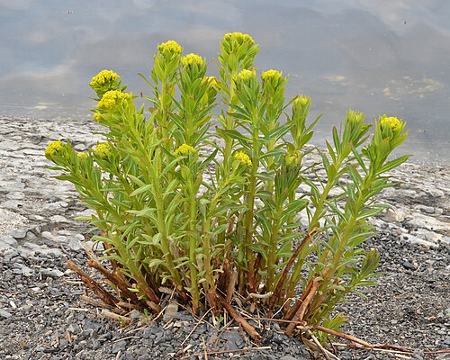 Marsh spurge: Marsh Spurge ( Euphorbia palustris ) in Bærum, Norway.