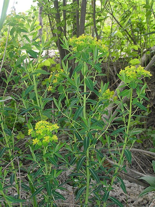 Marsh spurge: Euphorbia palustris, Lanžhot, Southern Moravia, Czech Republic