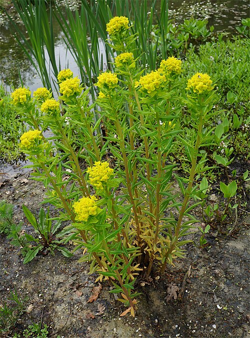 Marsh spurge: Euphorbia palustris, habit.