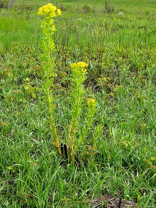 Marsh spurge: Euphorbia palustris near Zazymya, Brovary raion, Kiev oblast, Ukraine