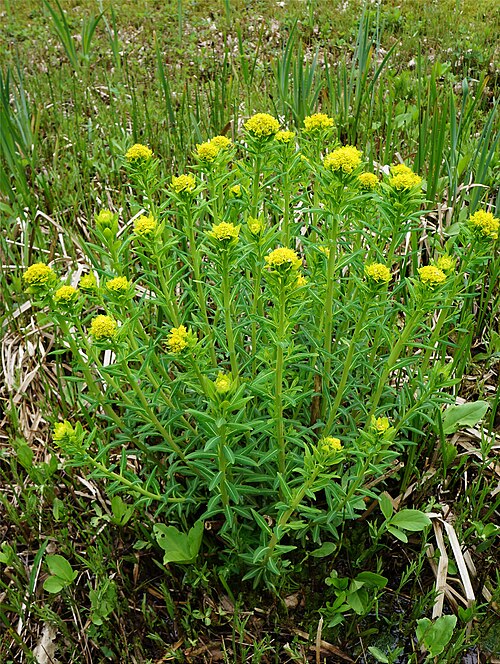 Marsh spurge: Euphorbia palustris, habit.
