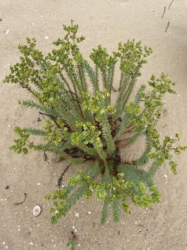 Sea spurge (Euphorbia paralias)