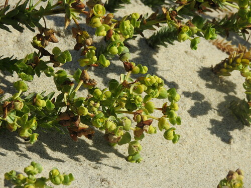 Sea spurge (Euphorbia paralias)