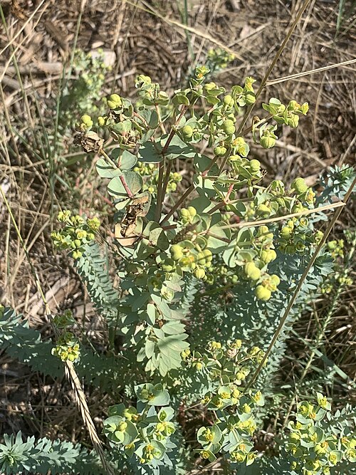 Sea spurge: Euphorbia paralias hiru