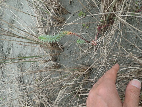 Sea spurge (Euphorbia paralias)