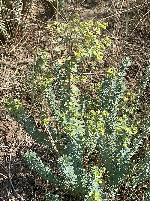 Sea spurge: Euphorbia paralias bi