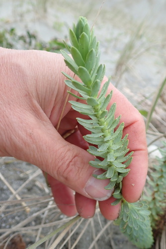 Sea spurge (Euphorbia paralias)