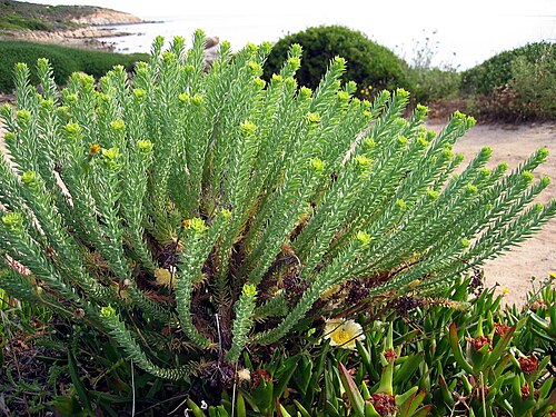 Sea spurge: Euphorbia paralias , La Revellata, Calvi, Haute-Corse, France.