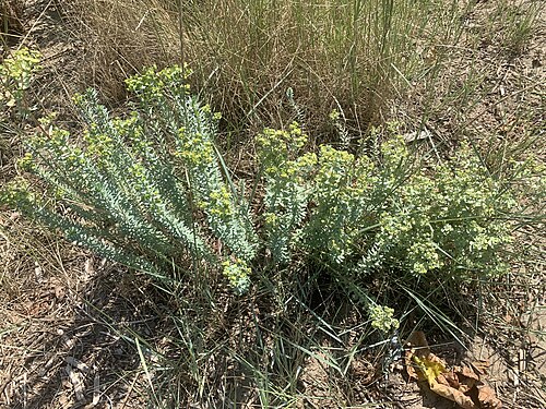 Sea spurge: Euphorbia paralias bat