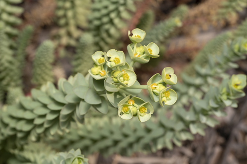 Sea spurge (Euphorbia paralias)