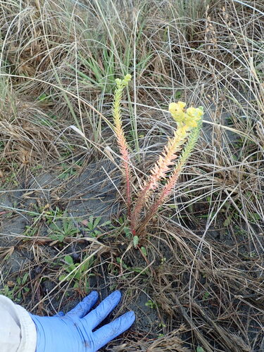 Sea spurge
