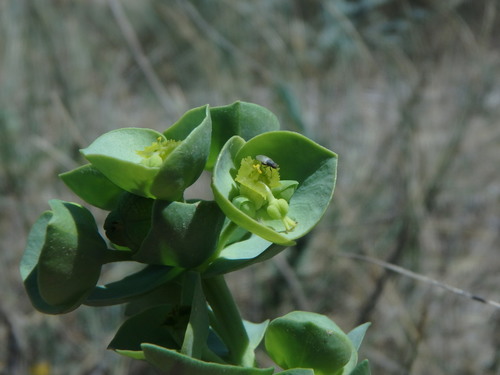 Sea spurge (Euphorbia paralias)