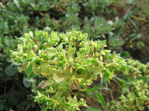 Petty spurge: Garten-Wolfsmilch ( Euphorbia peplus ) auf einer Ruderalfläche in Hockenheim-Talhaus