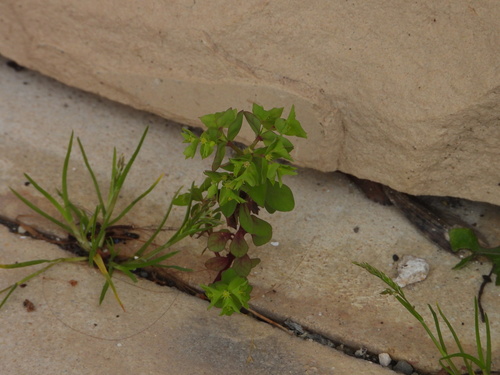 Petty spurge (Euphorbia peplus)