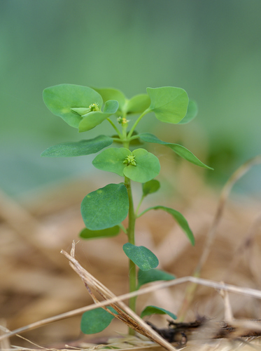 Petty spurge (Euphorbia peplus)