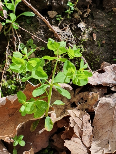 Petty spurge