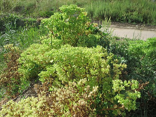 Petty spurge: Garten-Wolfsmilch ( Euphorbia peplus ) auf einer Ruderalfläche in Hockenheim-Talhaus