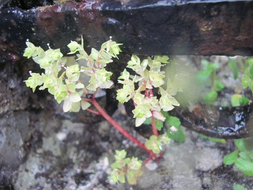 Petty spurge (Euphorbia peplus)