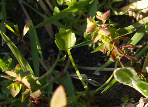 Petty spurge (Euphorbia peplus)