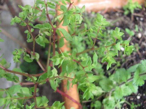 Petty spurge (Euphorbia peplus)