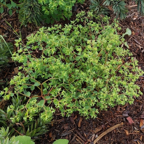 Petty spurge (Euphorbia peplus)