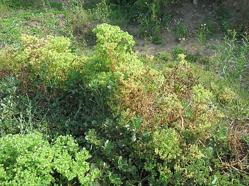 Petty spurge: Garten-Wolfsmilch ( Euphorbia peplus ) auf einer Ruderalfläche in Hockenheim-Talhaus