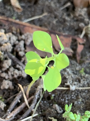 Petty spurge (Euphorbia peplus)