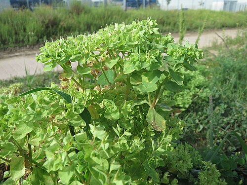 Petty spurge: Garten-Wolfsmilch ( Euphorbia peplus ) auf einer Ruderalfläche in Hockenheim-Talhaus