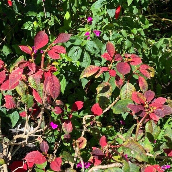 Poinsettia (Euphorbia pulcherrima)