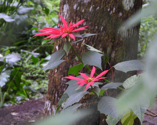 Poinsettia (Euphorbia pulcherrima)