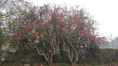 Poinsettia (Euphorbia pulcherrima)