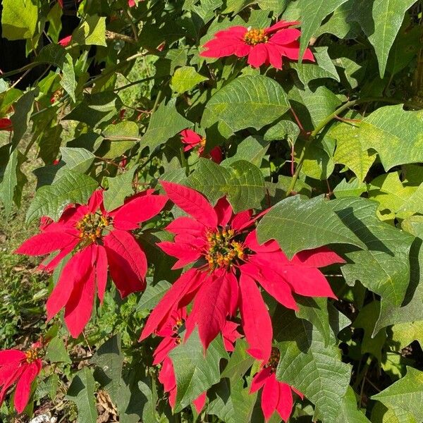 Poinsettia (Euphorbia pulcherrima)