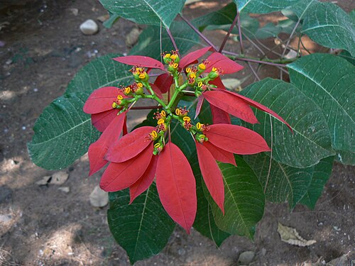 Poinsettia: Euphorbia pulcherrima