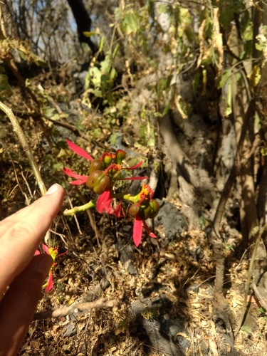 Poinsettia (Euphorbia pulcherrima)