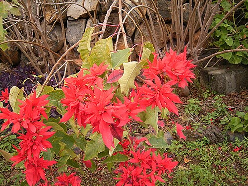 Poinsettia: Euphorbia pulcherrima growing in Barlovento , La Palma , Canary Islands