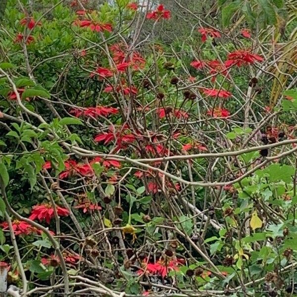 Poinsettia (Euphorbia pulcherrima)