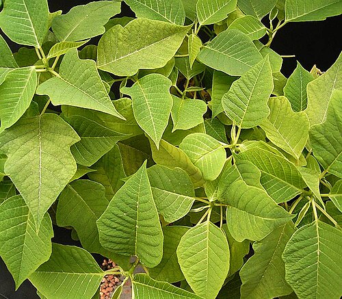 Poinsettia: Euphorbia pulcherrima
